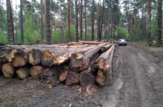 зеленый бор