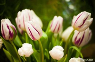 Цветы тюльпаны 8 марта Сургут Радужный