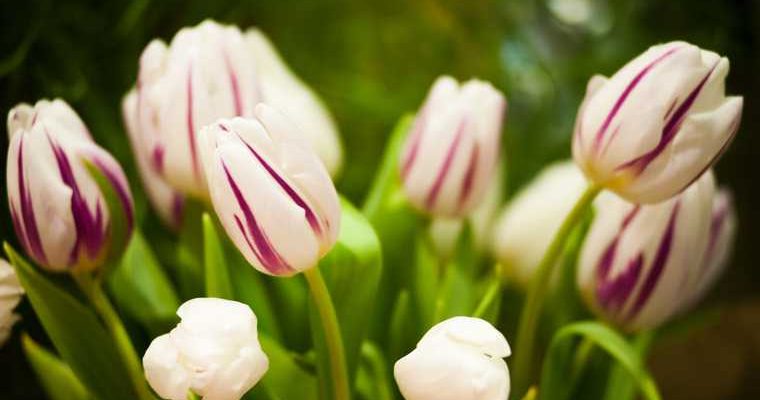 Цветы тюльпаны 8 марта Сургут Радужный