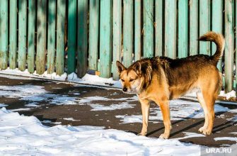 бродячие собаки Нижний Тагил