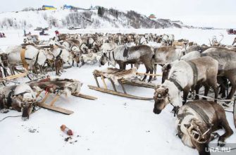 Сеяхинские аборигены Ямальский район сбежавшие олени тундра