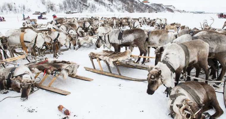 Сеяхинские аборигены Ямальский район сбежавшие олени тундра