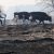 Из горящей курганской фермы эвакуировали животных. Фото